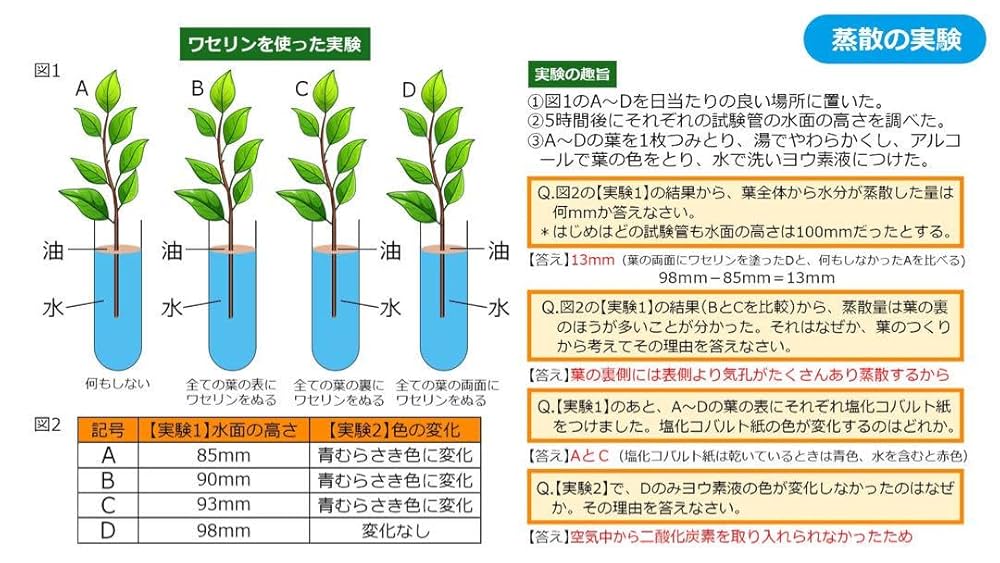 【激安サントップアウトレット】暗記カードを超えた中学受験社会理科DVD全41枚 Amazon.co.jp: サントップ暗記カードを超えた！これだけでOK中学